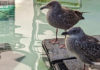 SPCA young gulls