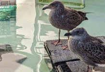 SPCA young gulls
