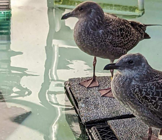 SPCA young gulls