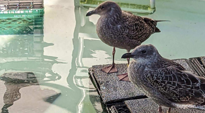 SPCA young gulls