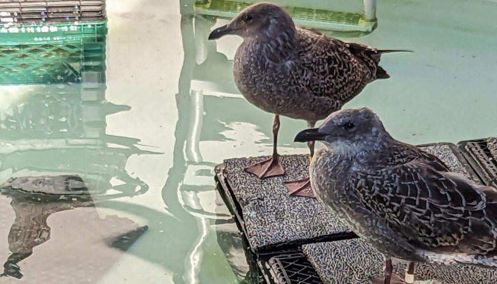SPCA young gulls