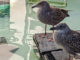 SPCA young gulls