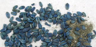 Wild pigs pesticide diphacinone bait