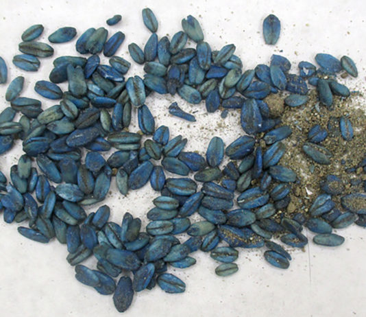 Wild pigs pesticide diphacinone bait