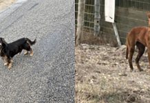 HRAS, SPCA Monterey County remind community that abandoning pets is illegal Abandoned dogs