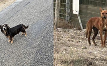 HRAS, SPCA Monterey County remind community that abandoning pets is illegal Abandoned dogs