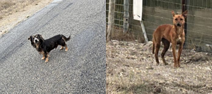 Abandoned-dogs-1 Abandoned dogs