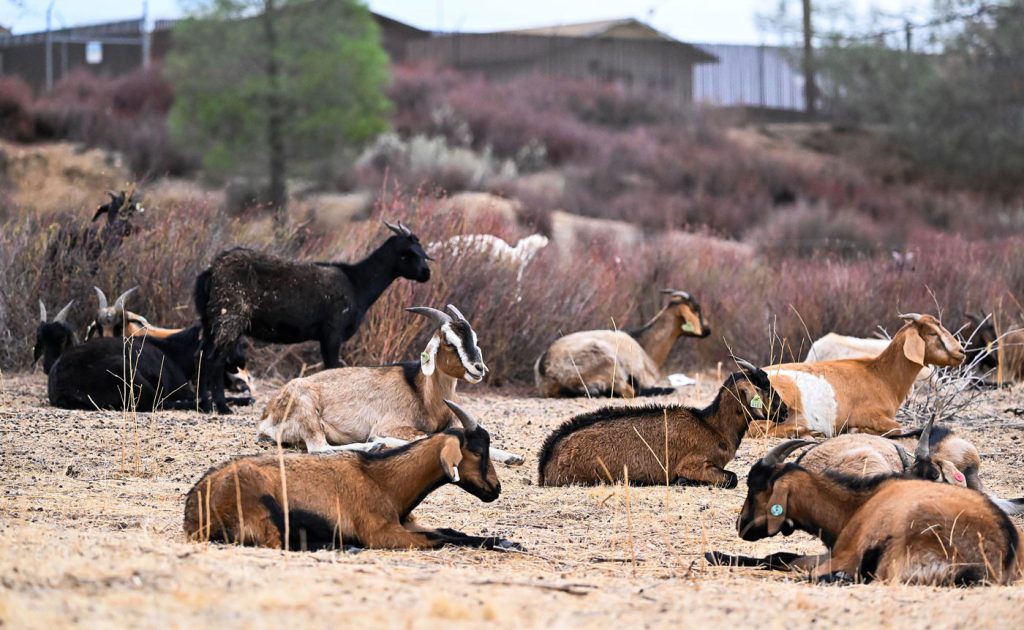 Fort Hunter Liggett targeted grazing goats