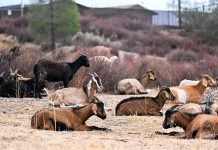 Fort Hunter Liggett targeted grazing goats