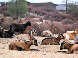 Fort Hunter Liggett targeted grazing goats