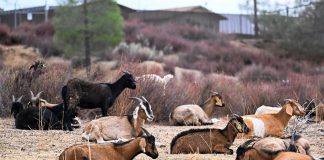 Fort Hunter Liggett targeted grazing goats