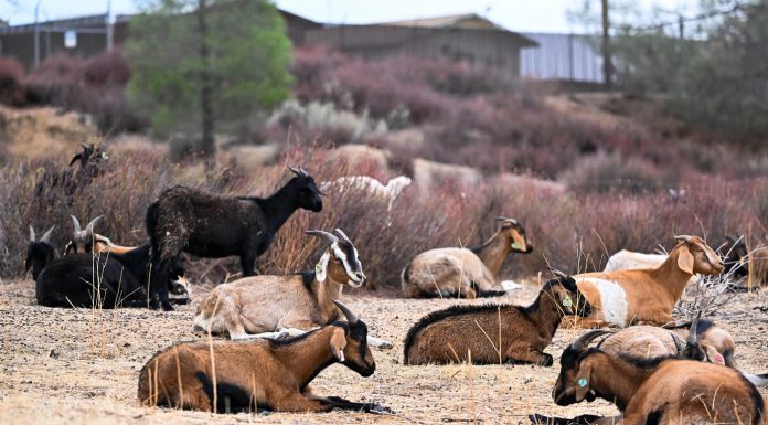 Fort Hunter Liggett maintains training lands with targeted grazing Fort Hunter Liggett targeted grazing goats