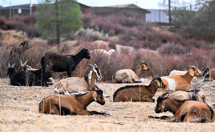FHL-goats-9347999 Fort Hunter Liggett targeted grazing goats