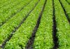 Ag Land Trust receives more than $8M in grants to preserve Salinas Valley farmlands Rows of lettuce growing in a field