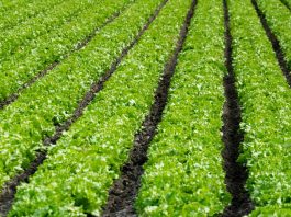 Ag Land Trust receives more than $8M in grants to preserve Salinas Valley farmlands Rows of lettuce growing in a field