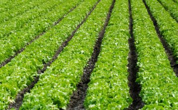 Ag Land Trust receives more than $8M in grants to preserve Salinas Valley farmlands Rows of lettuce growing in a field
