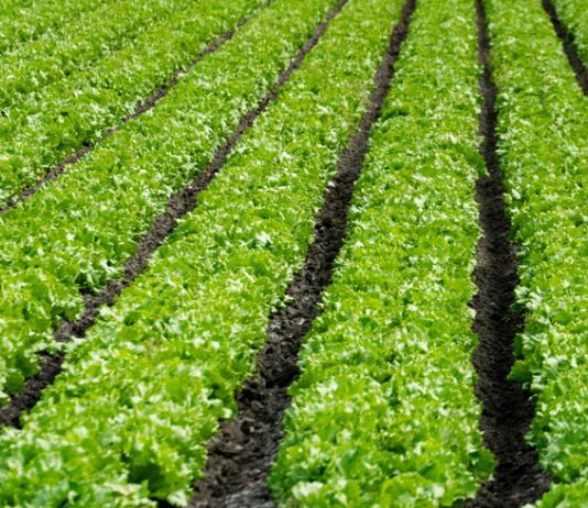 Rows of lettuce growing in a field