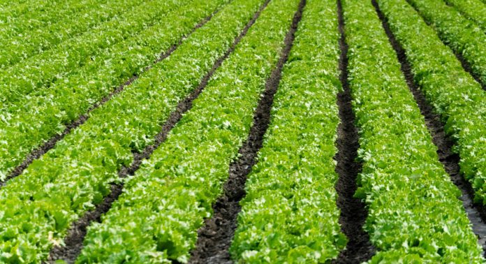 Lettuce-crop-farm-field-theo-braddock-LiiLK4GiB_o-unsplash Rows of lettuce growing in a field