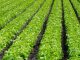 Ag Land Trust receives more than $8M in grants to preserve Salinas Valley farmlands Rows of lettuce growing in a field