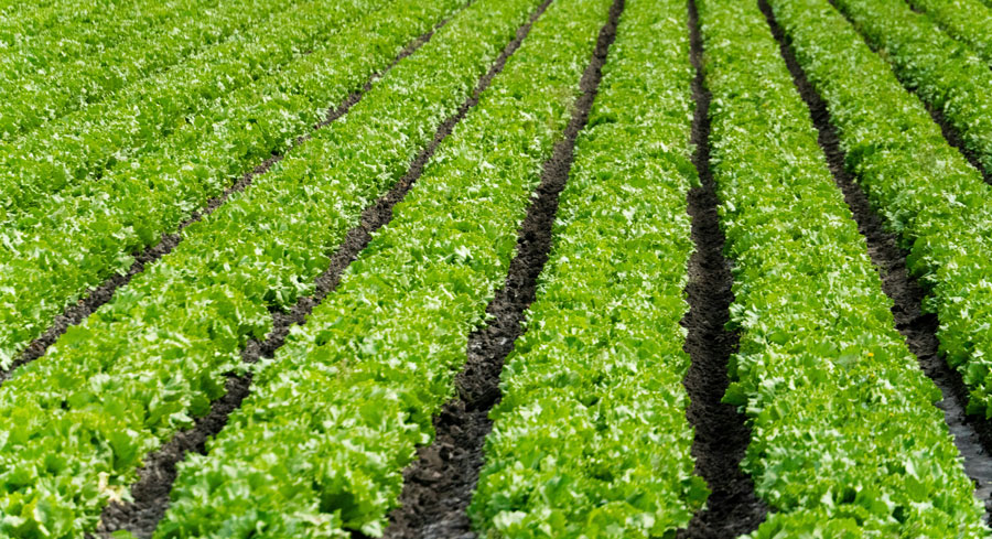 Rows of lettuce growing in a field