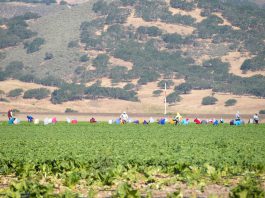 Agricultural workers harvest greens