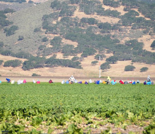 Agricultural workers harvest greens