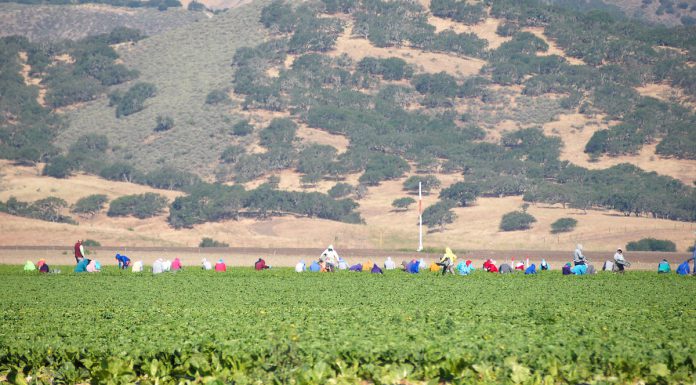 Agricultural workers harvest greens