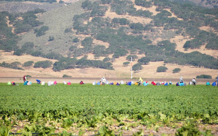 Ag-Crops-1 Agricultural workers harvest greens