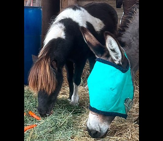 Miniature horse āCookieā sworn in as honorary community ambassador Miniature horse