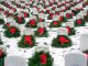 Wreaths at graves