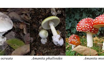 Monterey County sees increase in hospitalizations due to mushroom poisoning Mushrooms