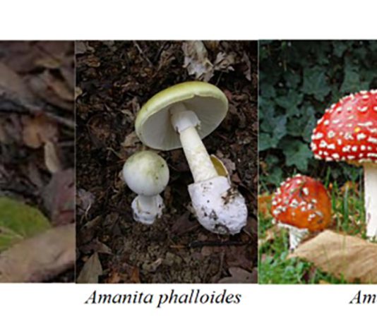 Monterey County sees increase in hospitalizations due to mushroom poisoning Mushrooms