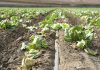 Salinas Valley lettuce field