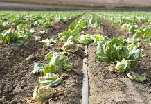 Salinas Valley lettuce field