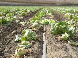 Salinas Valley lettuce field