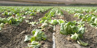 Salinas Valley lettuce field