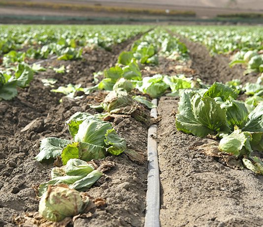 Salinas Valley lettuce field