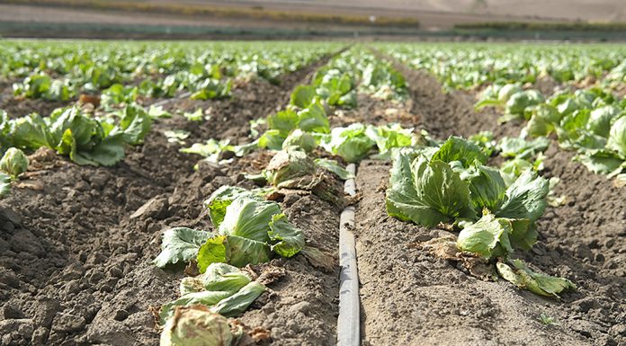 Salinas Valley lettuce field