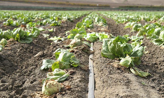 Salinas Valley lettuce field