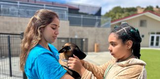 SPCA animal camp