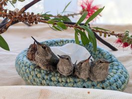 Young hummingbirds in nest