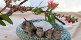 Young hummingbirds in nest