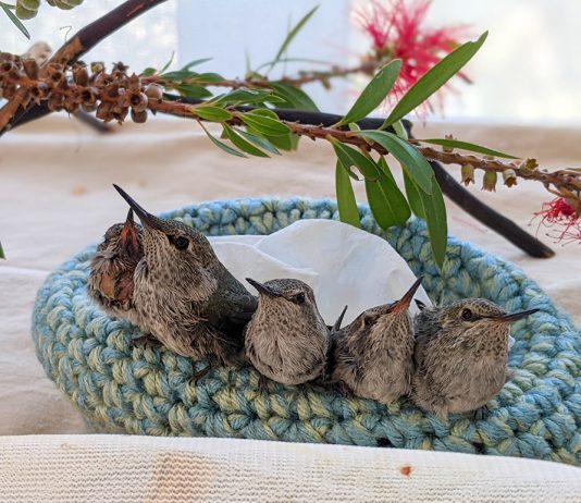 Young hummingbirds in nest