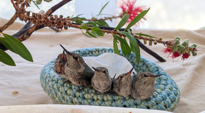 Young hummingbirds in nest