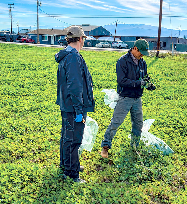 Researchers take samples of weeds