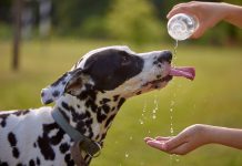 Dog drinks water from plastic bottle