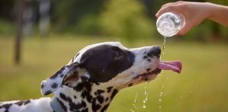 Dog drinks water from plastic bottle