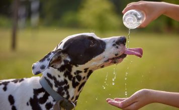 Dog drinks water from plastic bottle