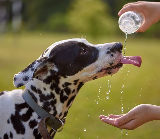 Dog drinks water from plastic bottle