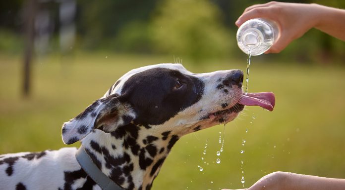 Dog drinks water from plastic bottle